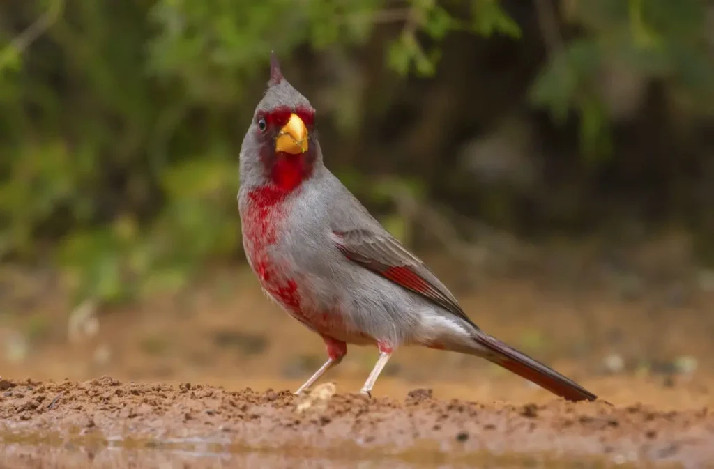 Desert Cardinal 10