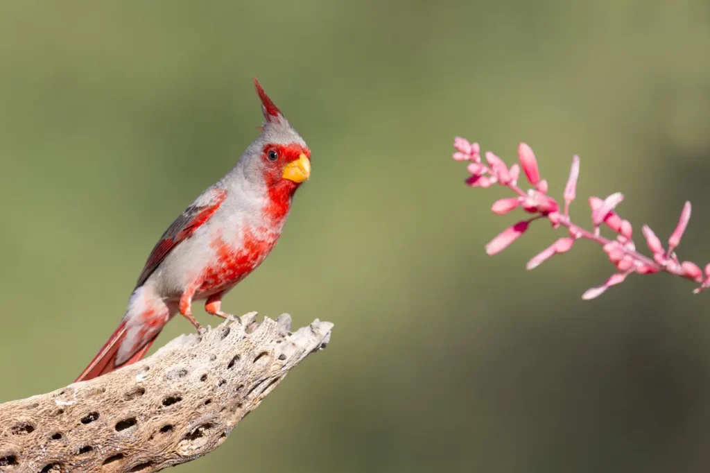 Desert Cardinal 11