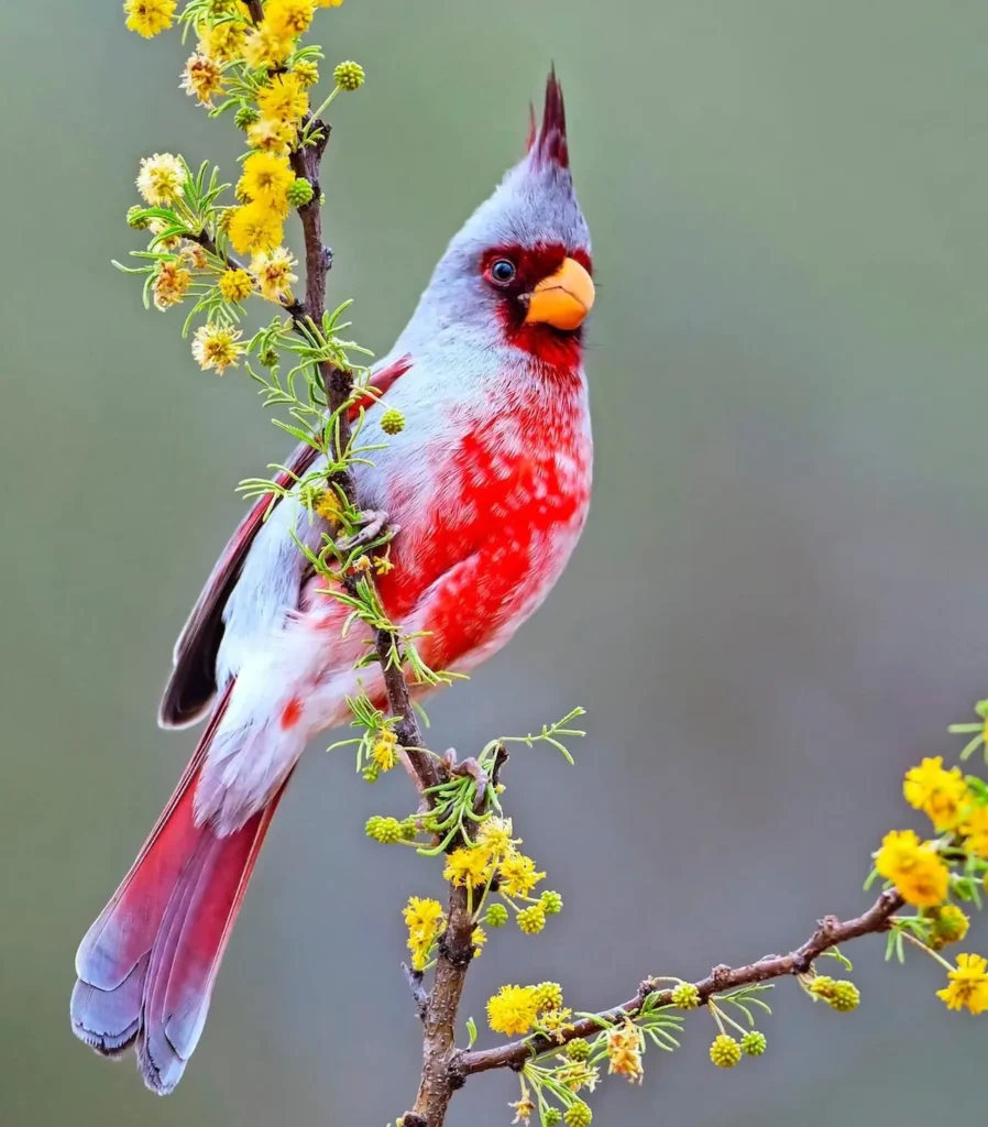 Desert Cardinal 2
