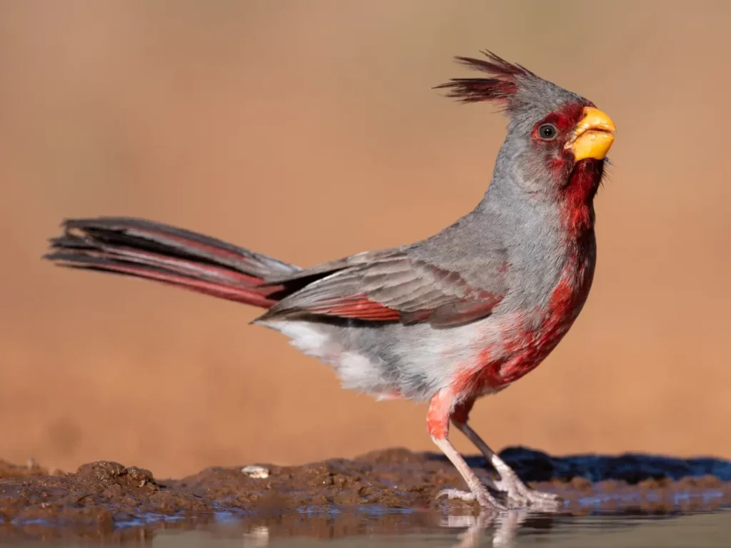 Desert Cardinal 3