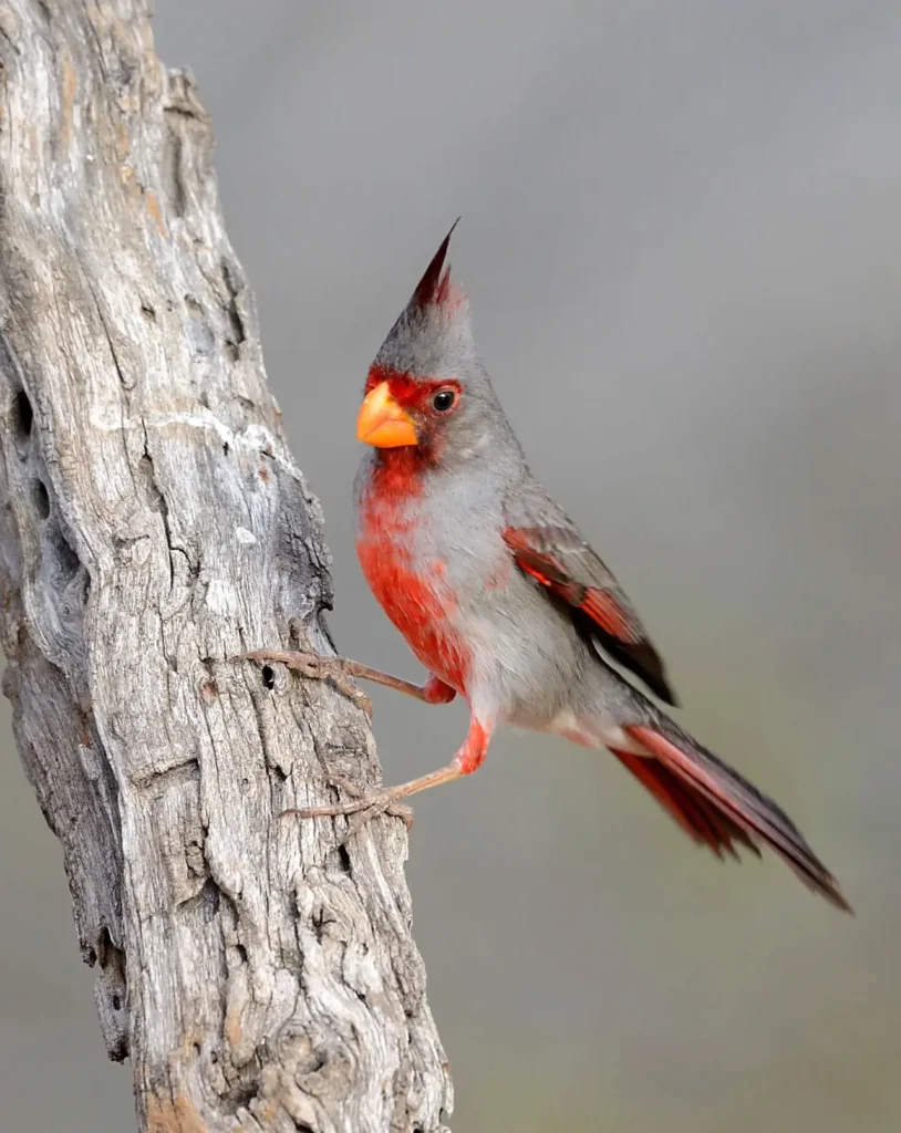Desert Cardinal 5