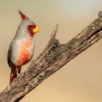Desert Cardinal 6