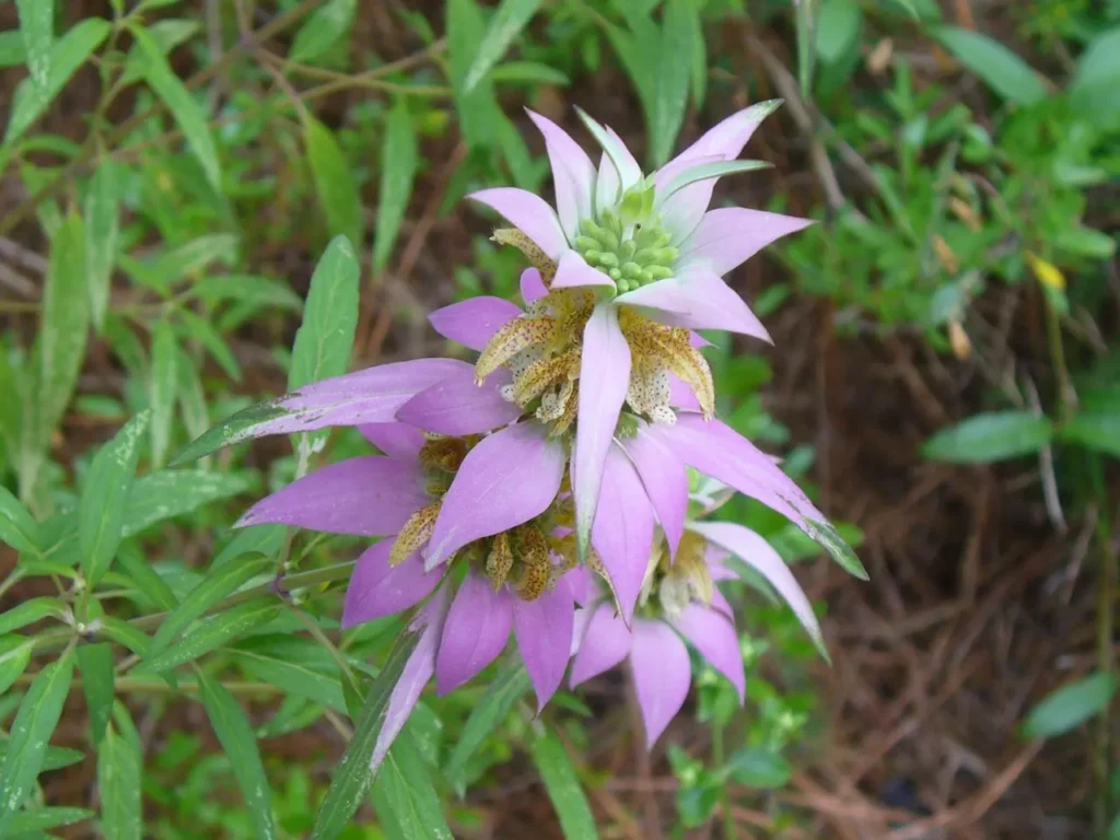 Dotted Horsemint 1