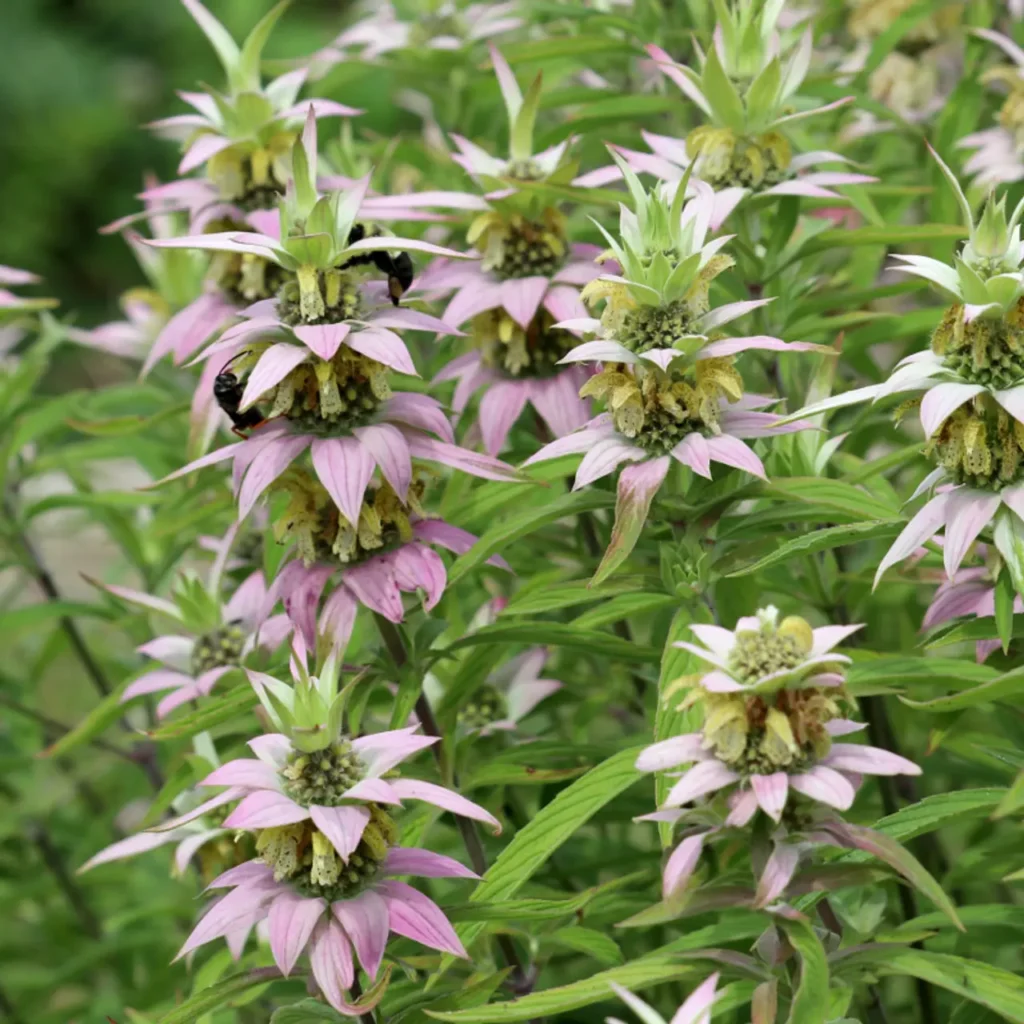 Dotted Horsemint 3