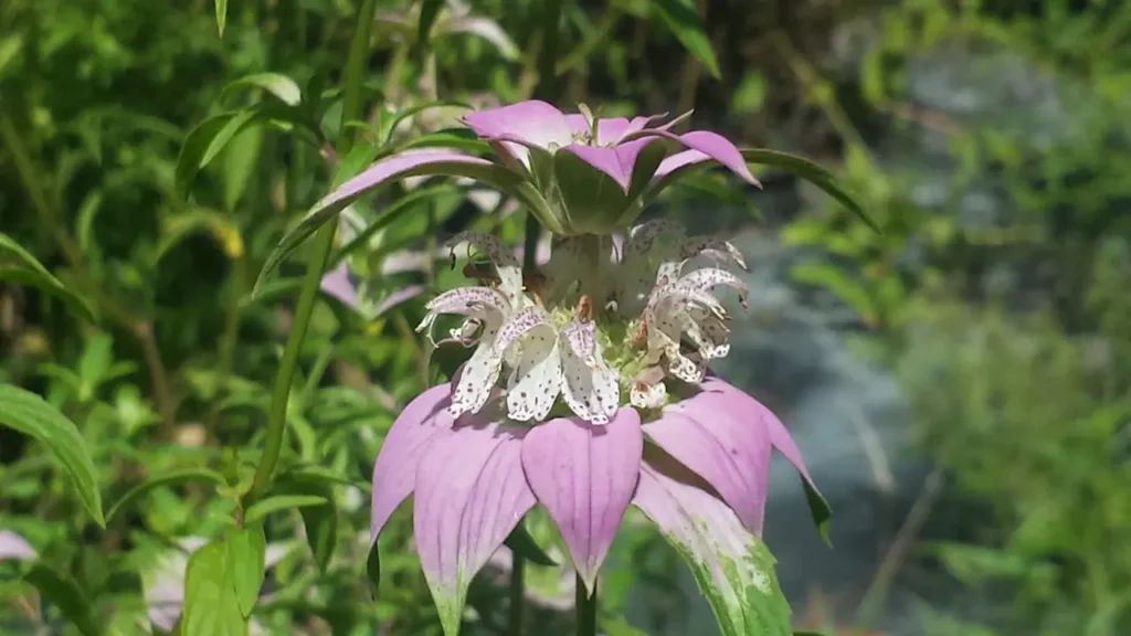 Dotted Horsemint 5