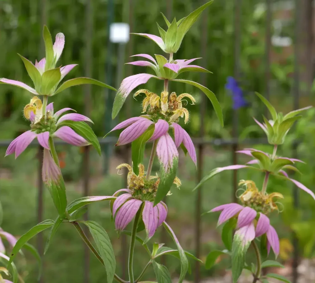 Dotted Horsemint 6