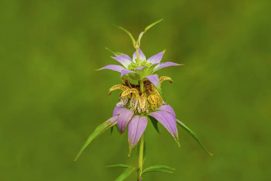 Dotted Horsemint 7