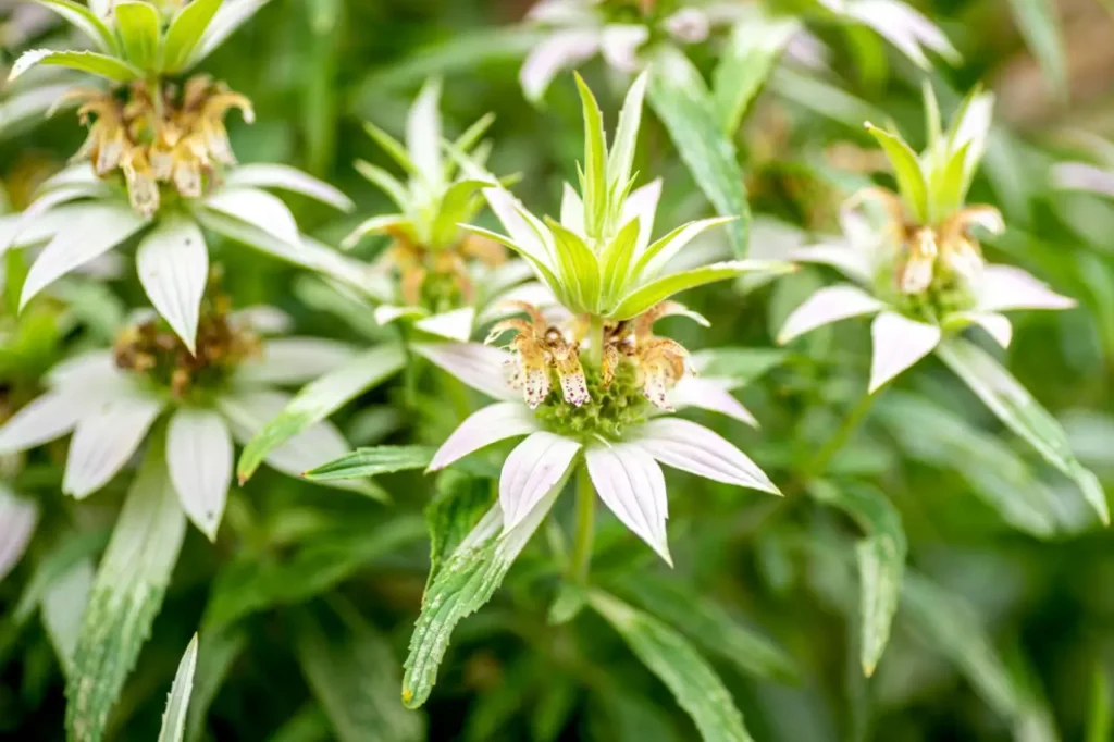 Dotted Horsemint 8