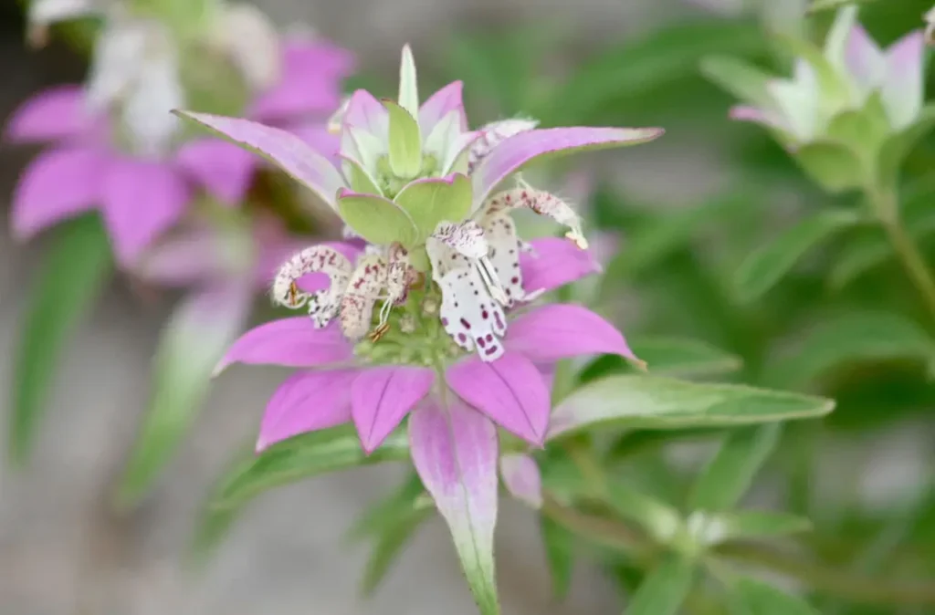 Dotted Horsemint 9