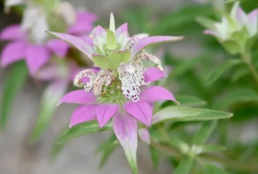 Dotted Horsemint 9