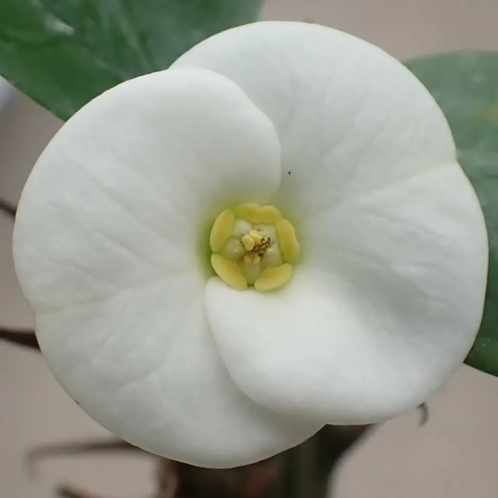 Euphorbia Milii 12