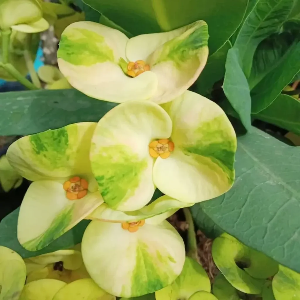 Euphorbia Milii 13