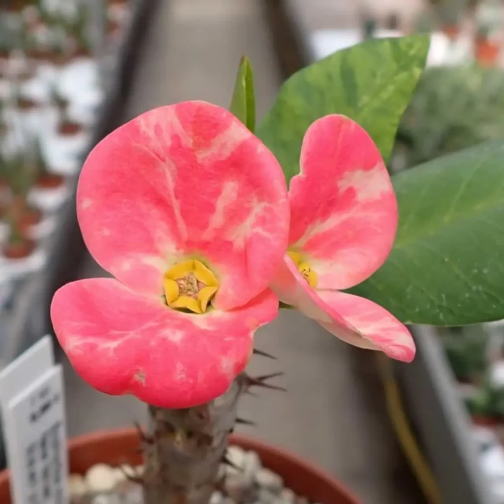 Euphorbia Milii 6
