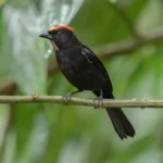 Flame-crested Tanager 4