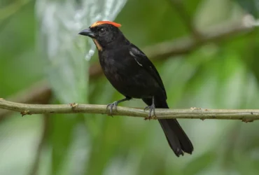 Flame-crested Tanager 4