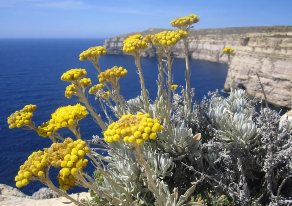Flower In Malta 1