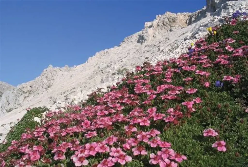 Flowers In Slovenia