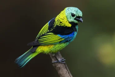 Green-headed Tanager 1