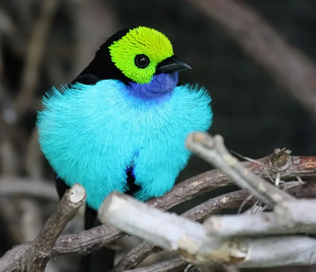 Green-headed Tanager 11