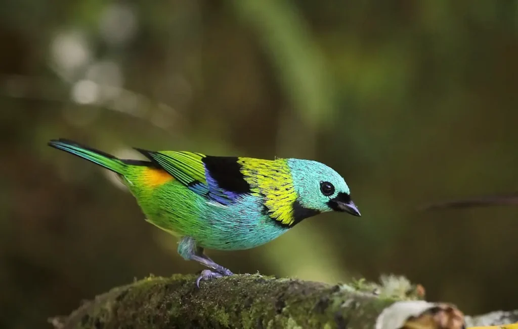 Green-headed Tanager 12