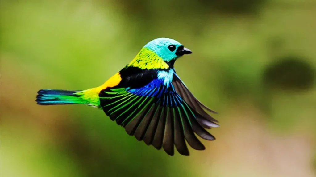 Green-headed Tanager 13