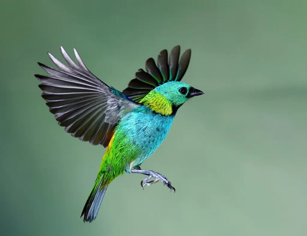 Green-headed Tanager 14
