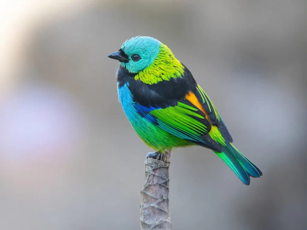 Green-headed Tanager 2