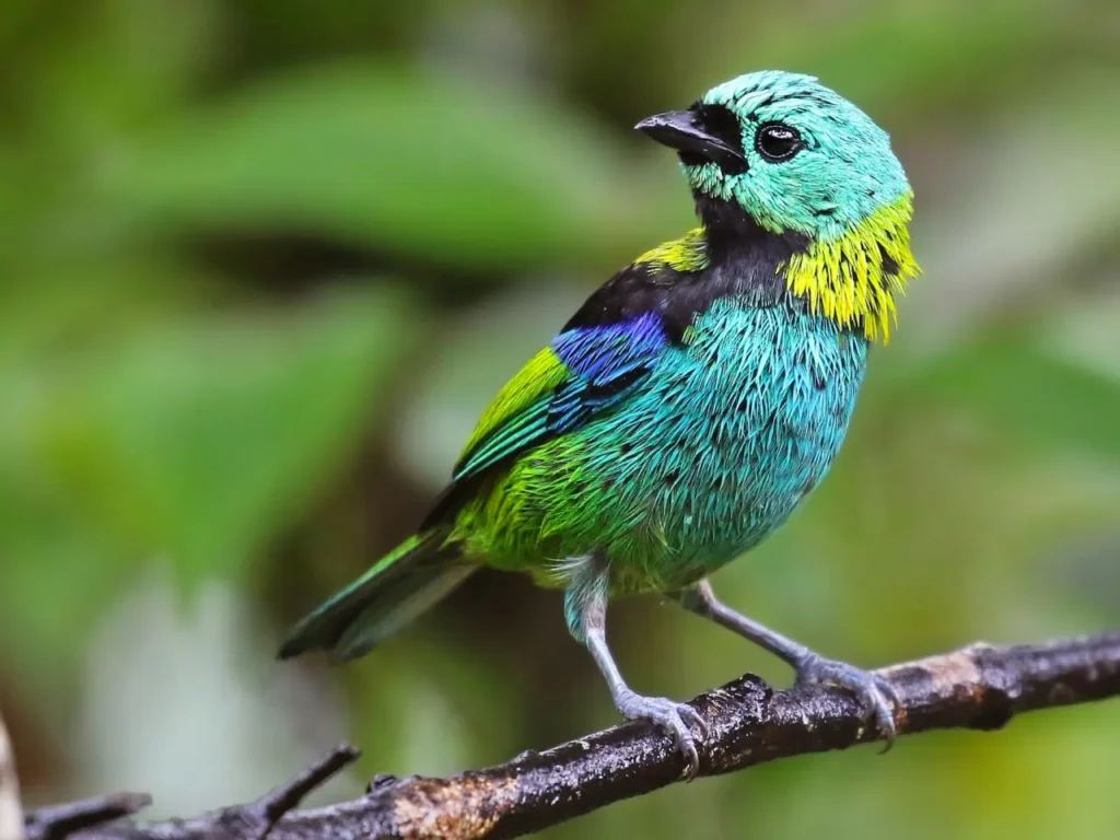 Green-headed Tanager 3