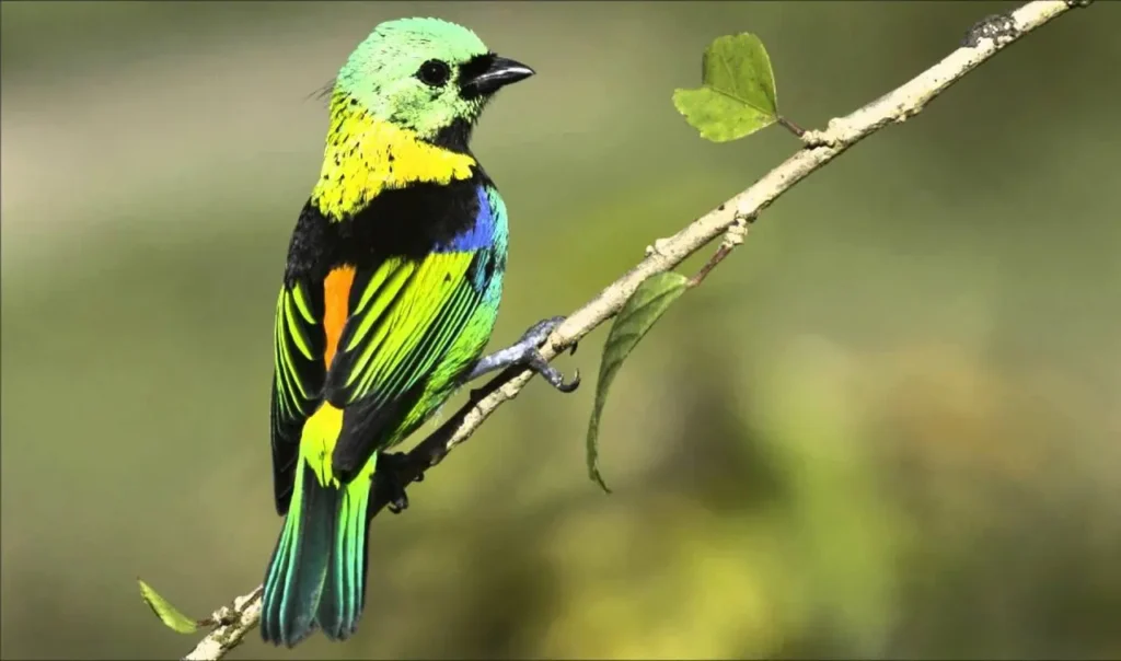 Green-headed Tanager 4