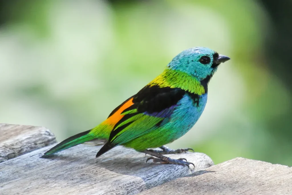 Green-headed Tanager 5
