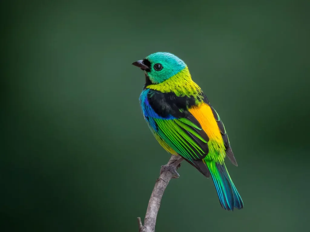 Green-headed Tanager 7