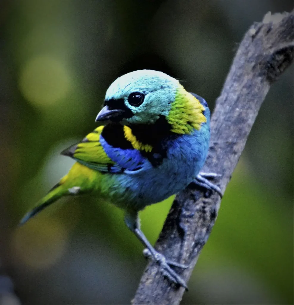 Green-headed Tanager 8