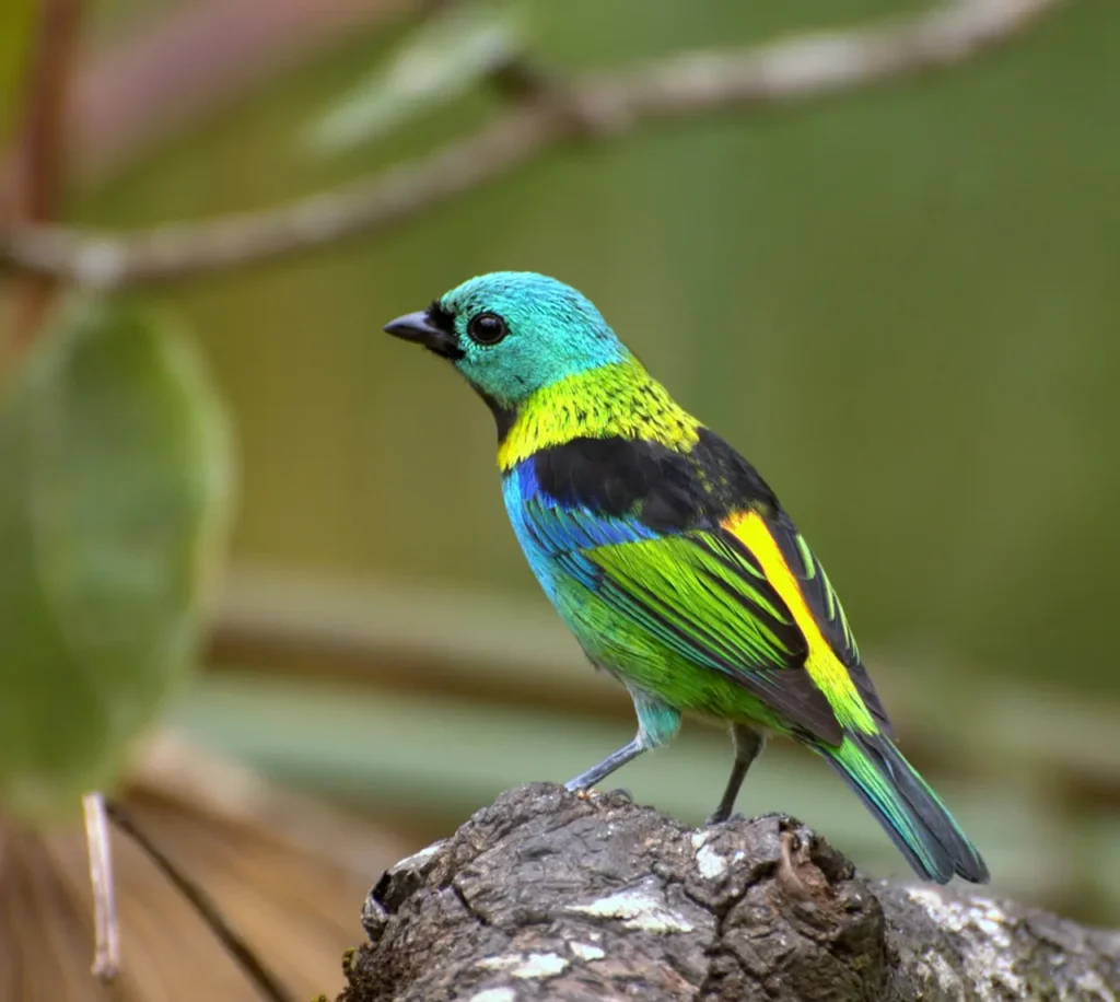 Green-headed Tanager 9