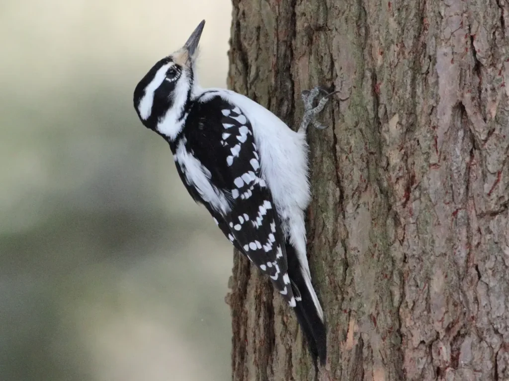 Hairy Woodpecker 3