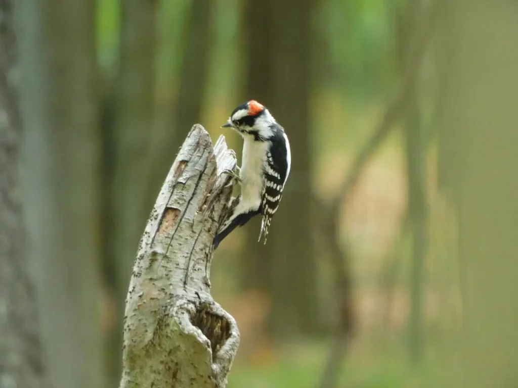 Hairy Woodpecker 5