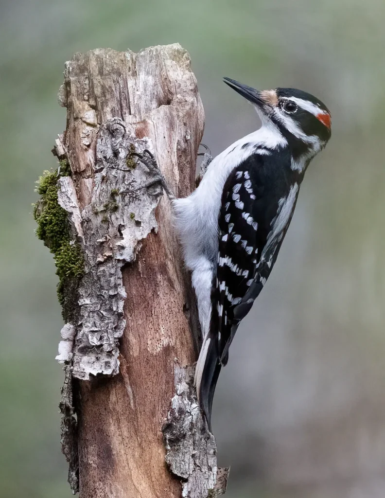 Hairy Woodpecker 7