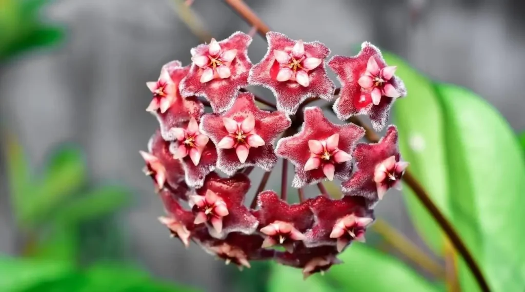 Hoya Carnosa Flower 3