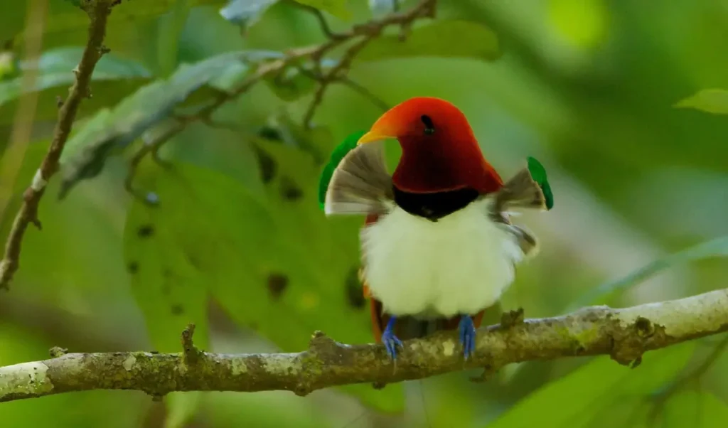 King Bird-of-paradise 3