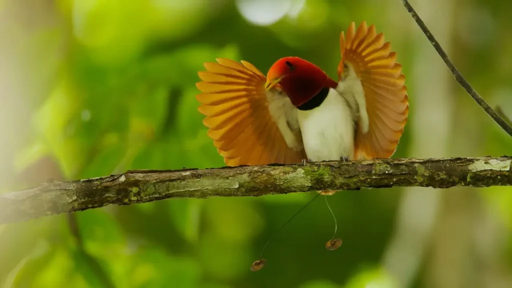 King Bird-of-paradise 4