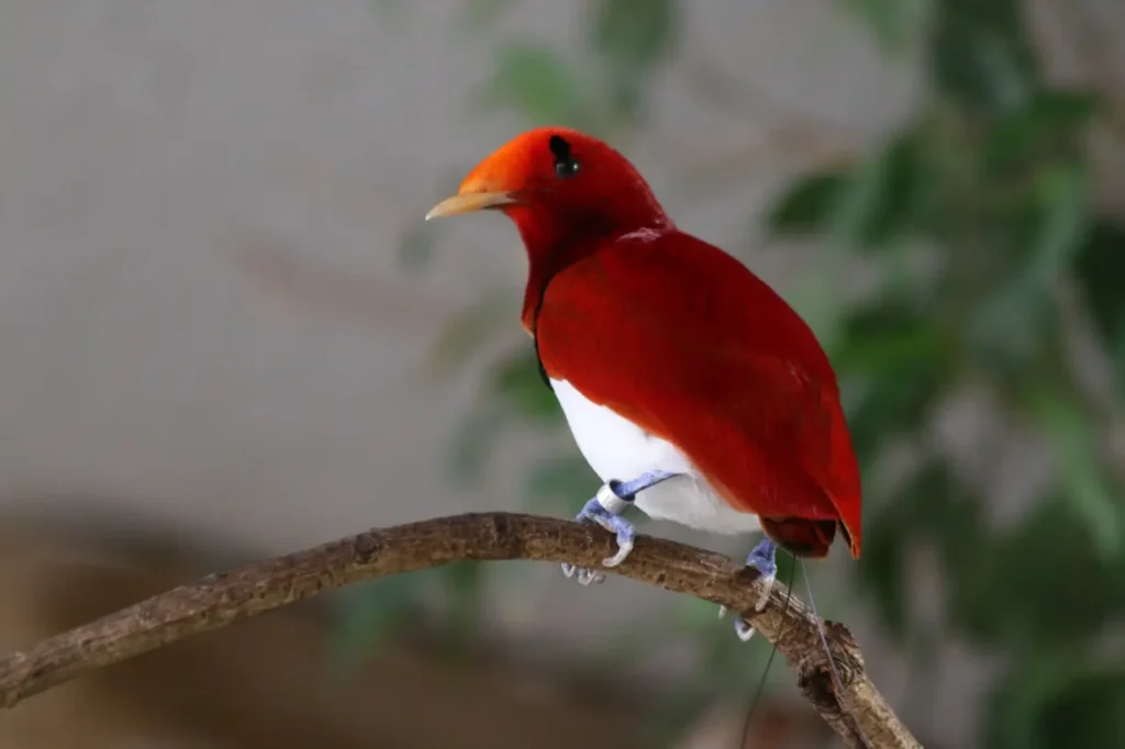 King Bird-of-paradise 9