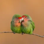 Lovebirds 1