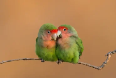 Lovebirds 1