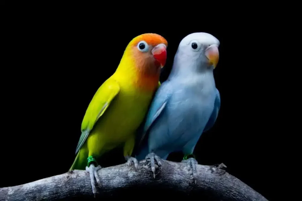 Lovebirds 3