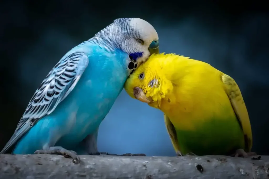 Lovebirds 7
