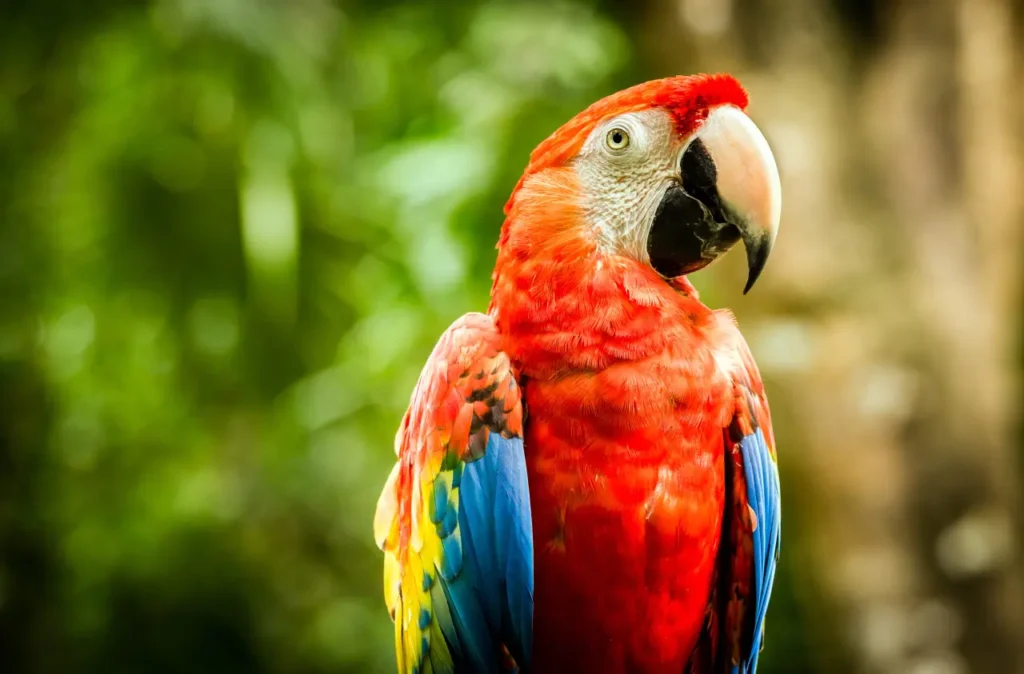Macaw 10