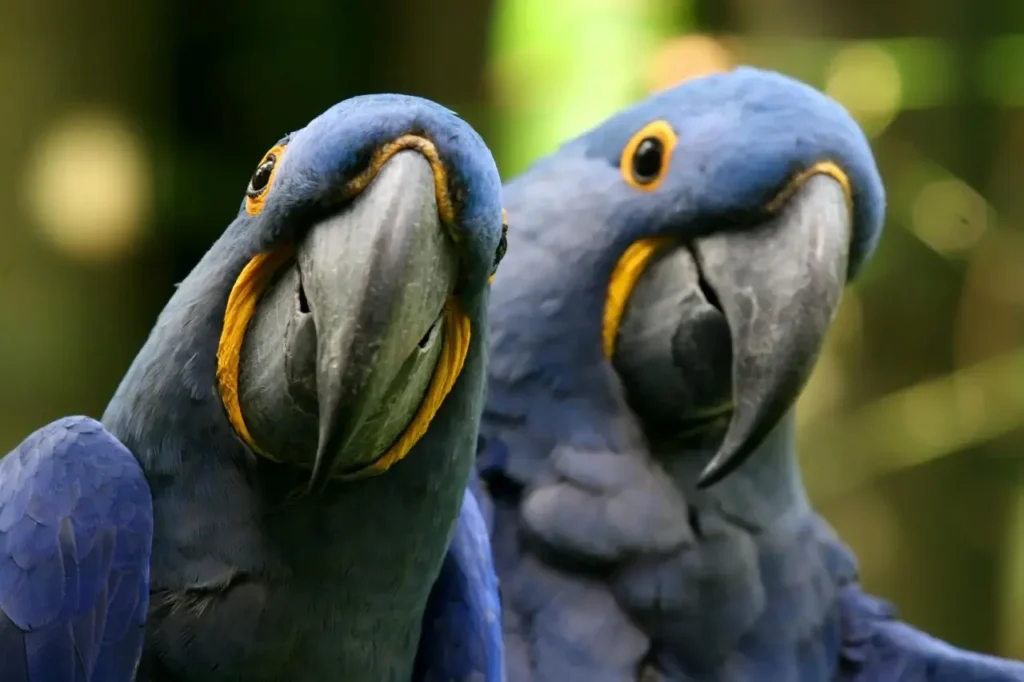 Macaw 5