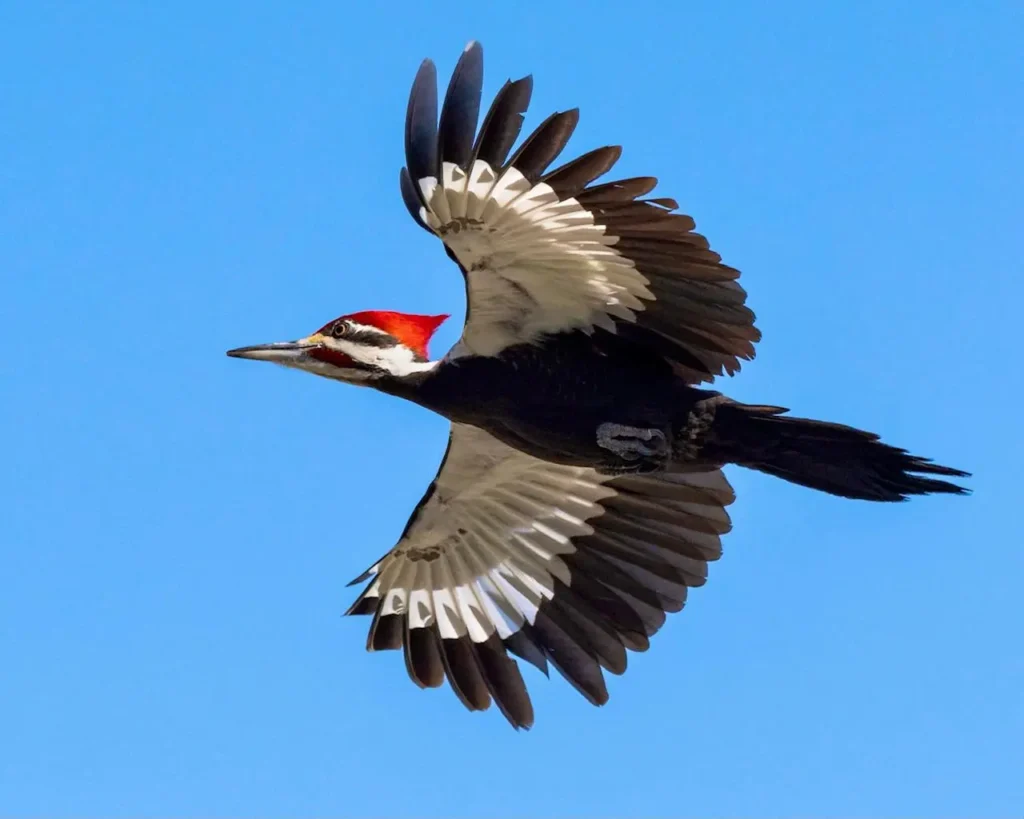 Pileated Woodpecker 10