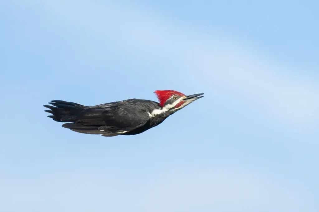 Pileated Woodpecker 11