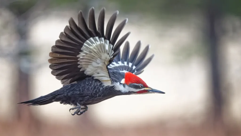 Pileated Woodpecker 14