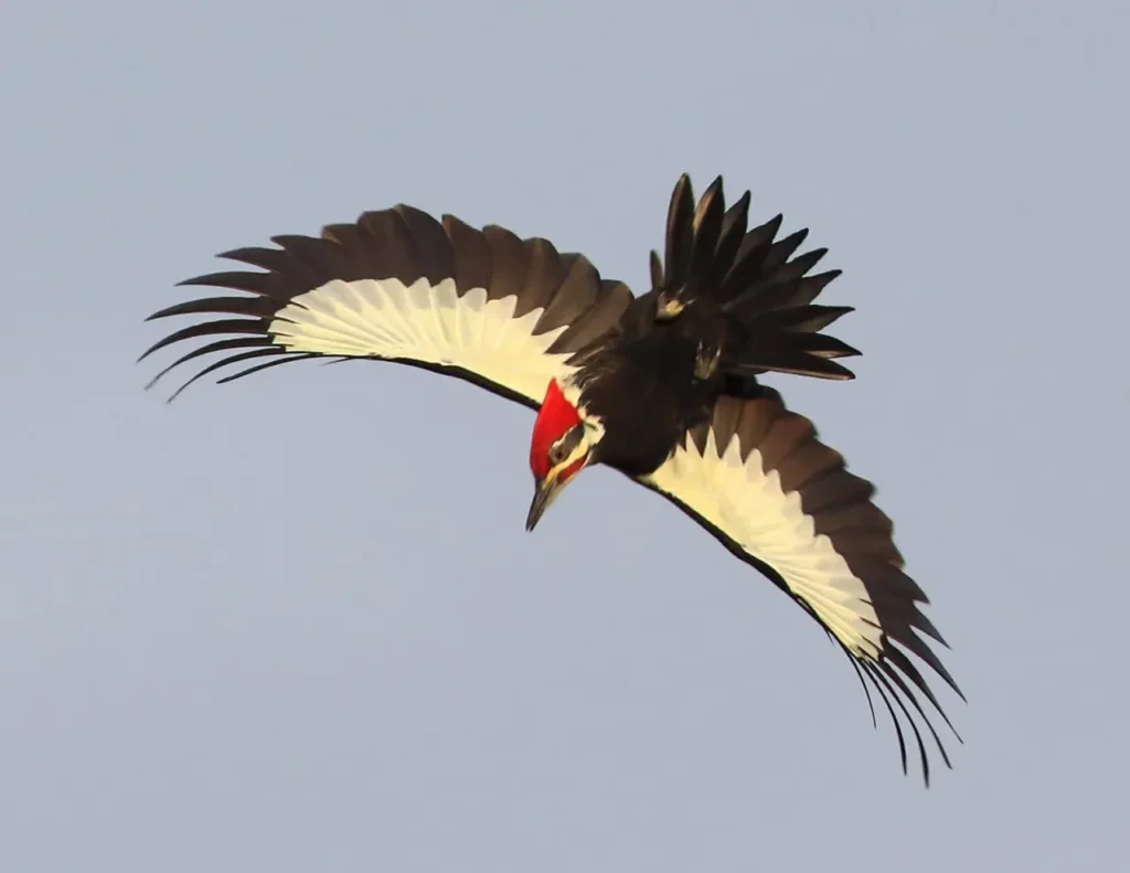 Pileated Woodpecker 15